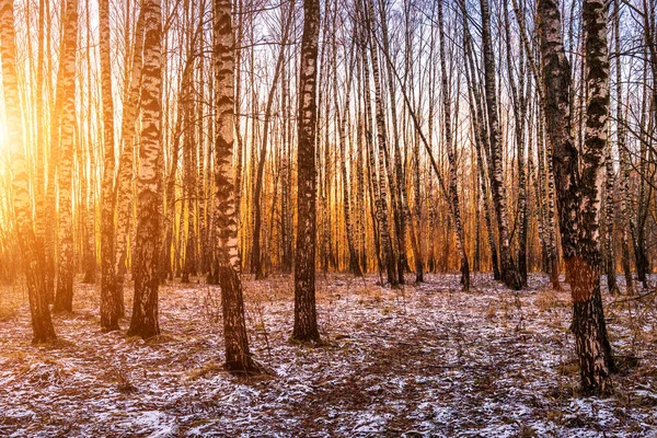 Захід Сонця Або Схід Сонця Березовому Гаї Першим Зимовим Снігом — стокове фото