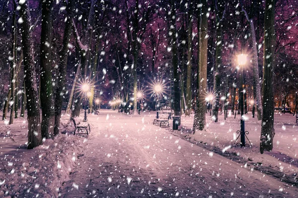 Floresta Neve Parque Inverno Noite Com Decorações Natal Luzes Pavimento — Fotografia de Stock