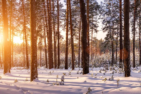 Sunset or sunrise in the winter pine forest covered with a snow. Rows of pine trunks with the sun\'s rays passing through them. Snowfall.