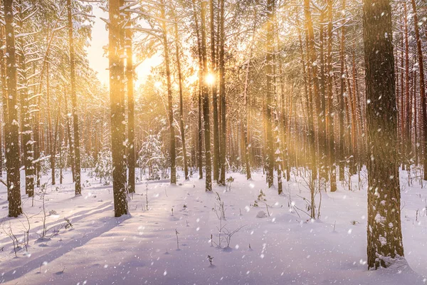 Sunset or sunrise in the winter pine forest with falling snow. Rows of pine trunks with the sun\'s rays passing through them. Snowfall.