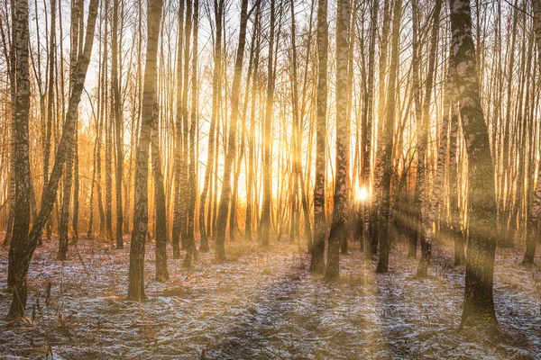 Coucher Lever Soleil Dans Une Boucherie Avec Une Première Neige — Photo