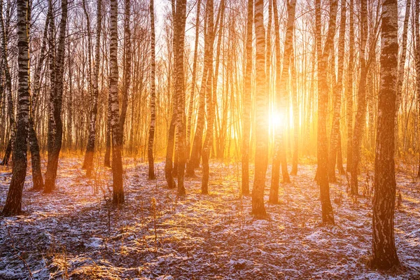 Coucher Lever Soleil Dans Une Boucherie Avec Une Première Neige — Photo