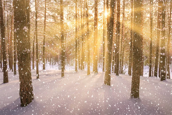 Solnedgång Eller Soluppgång Vintertallskogen Med Fallande Snö Rader Tallstammar Med — Stockfoto