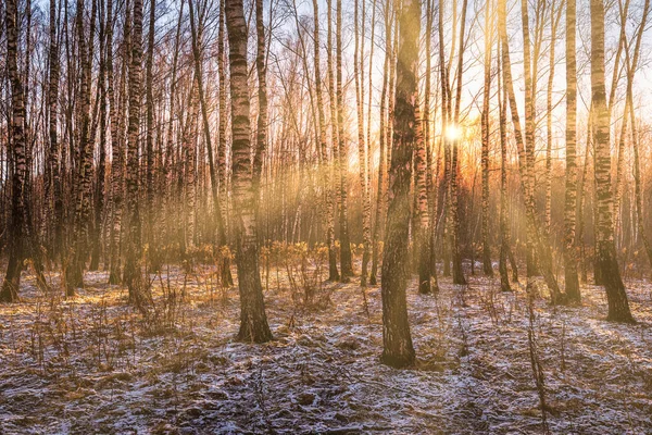 Coucher Lever Soleil Dans Une Boucherie Avec Une Première Neige — Photo