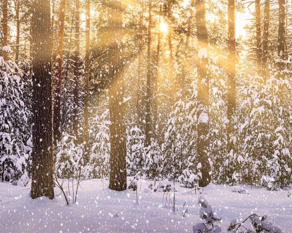 Solnedgång Eller Soluppgång Vintertallskogen Med Fallande Snö Rader Tallstammar Med — Stockfoto