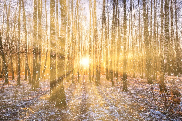Napnyugta Vagy Napkelte Egy Nyírfa Ligetben Lehulló Hóval Nyírfa Fatörzsek — Stock Fotó