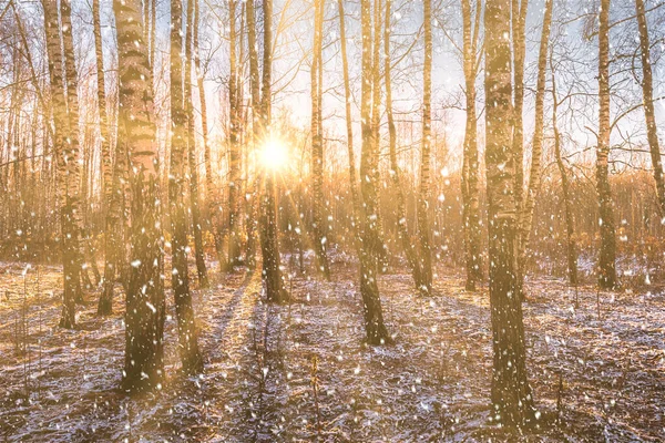 Sunset or sunrise in a birch grove with a falling snow. Rows of birch trunks with the sun\'s rays passing through them. Snowfall.