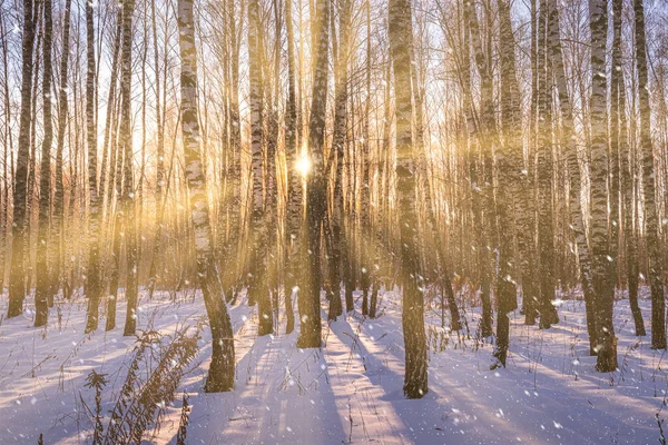 Pôr Sol Nascer Sol Bosque Bétula Com Uma Neve Caindo — Fotografia de Stock