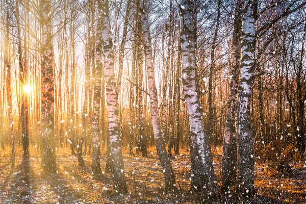 Coucher Lever Soleil Dans Une Boucherie Avec Une Chute Neige — Photo