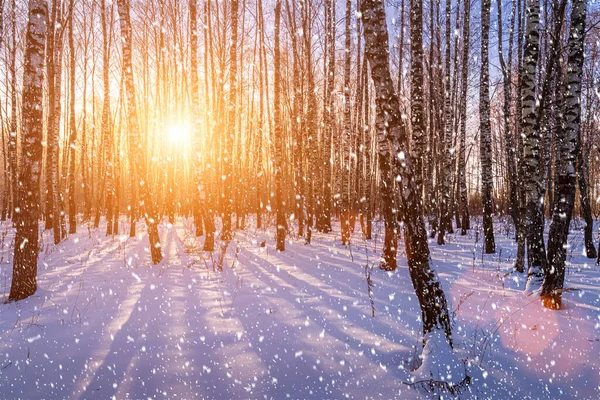 Zachód Lub Wschód Słońca Gaju Brzozowym Opadającym Śniegiem Rzędy Pni — Zdjęcie stockowe