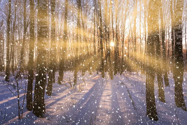 Napnyugta Vagy Napkelte Egy Nyírfa Ligetben Lehulló Hóval Nyírfa Fatörzsek — Stock Fotó