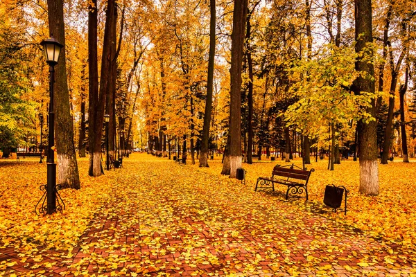 Goldener Herbst Einem Stadtpark Mit Bäumen Und Umgefallenen Gelben Blättern — Stockfoto