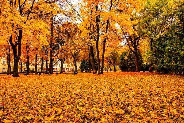 Złota Jesień Parku Miejskim Drzewami Opadłymi Żółtymi Liśćmi Pochmurny Dzień — Zdjęcie stockowe