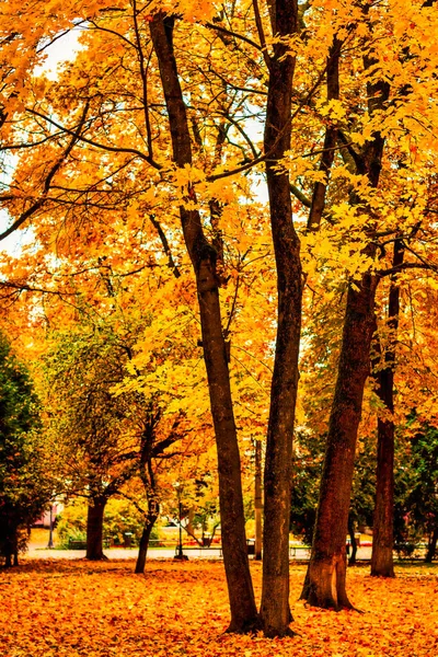 Goldener Herbst Einem Stadtpark Mit Bäumen Und Umgefallenen Gelben Blättern — Stockfoto