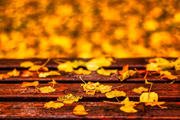 Banco Con Hojas Arce Dorado Parque Otoño Después Lluvia —  Fotos de Stock