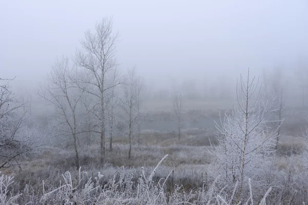 Деревья, покрытые инеем в тумане — стоковое фото