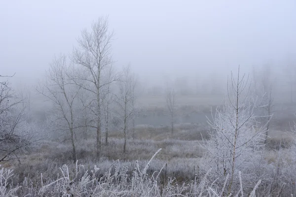 Árboles cubiertos de escarcha en una niebla — Foto de Stock