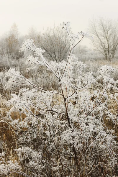 Gren täckt med frost — Stockfoto