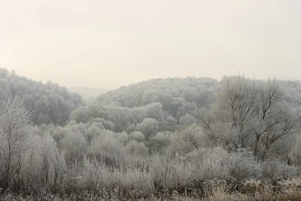 stock image Trees covered with hoarfrost in a fog