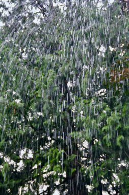 Göz alıcı yeşilliklerin arasından bakan yağmur damlacıkları.