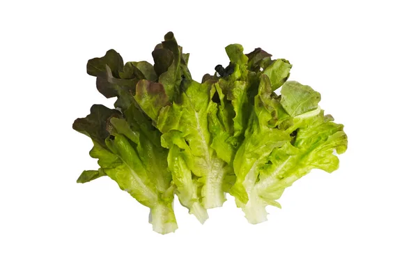 Red Green Leaves Lettuce Top View White Background — Stock Photo, Image