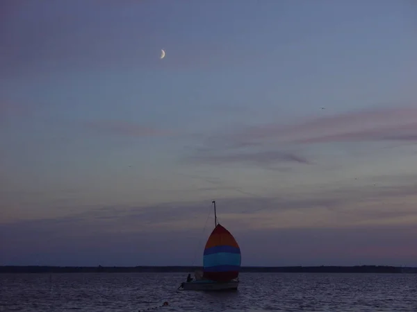Martı yemek için bir adamın elinden uçarak geldi.