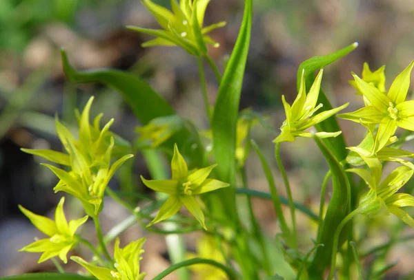 Martı yemek için bir adamın elinden uçarak geldi.