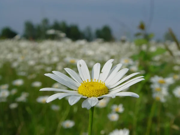 Martı yemek için bir adamın elinden uçarak geldi.