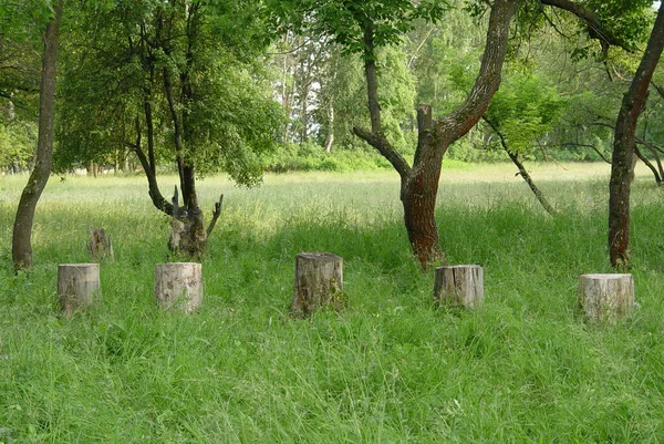 Martı yemek için bir adamın elinden uçarak geldi.