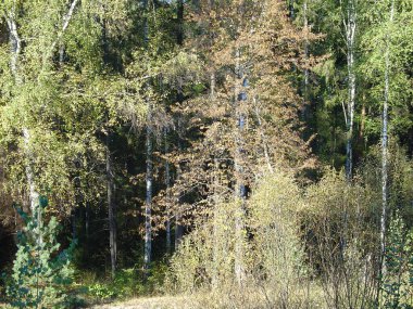 Deniz ve orman kıyıları. Yazın sonu, son sıcak günler