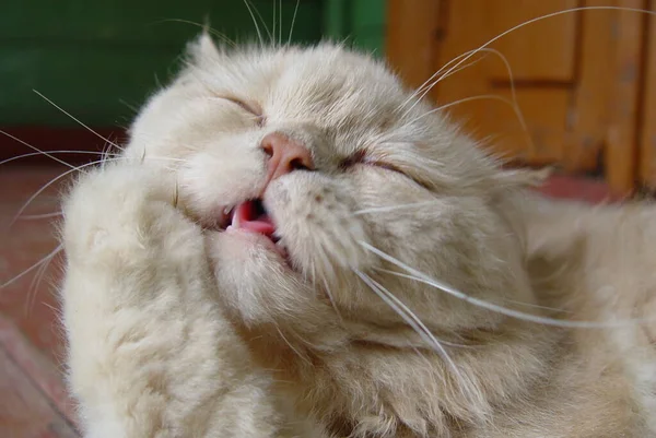 Shaggy komik gri kedi, yeni uyandı.