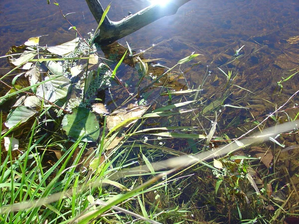 Sakin temiz su, Rusya 'nın merkezinde orman gölü.