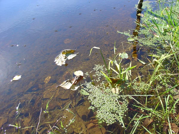 Ηρεμία Καθαρό Νερό Λίμνη Δάσος Στο Κέντρο Της Ρωσίας — Φωτογραφία Αρχείου