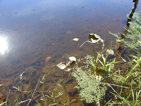 Sakin temiz su, Rusya 'nın merkezinde orman gölü.