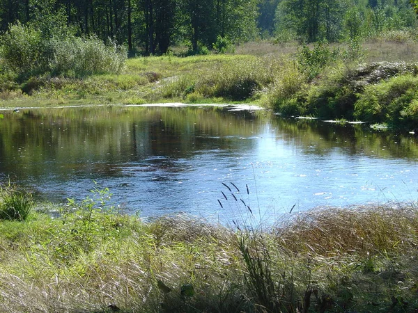 Sakin temiz su, Rusya 'nın merkezinde orman gölü.