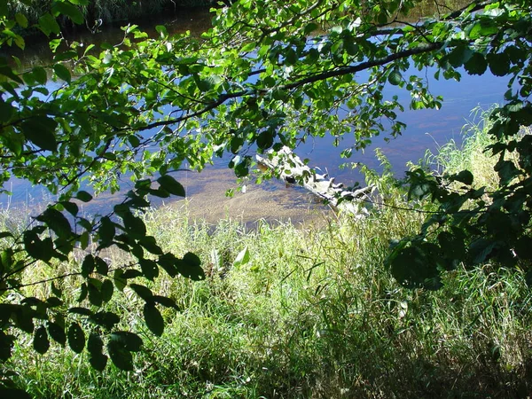 Sakin temiz su, Rusya 'nın merkezinde orman gölü.