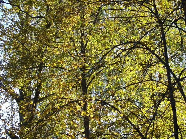 Deniz ve orman kıyıları. Yazın sonu, son sıcak günler