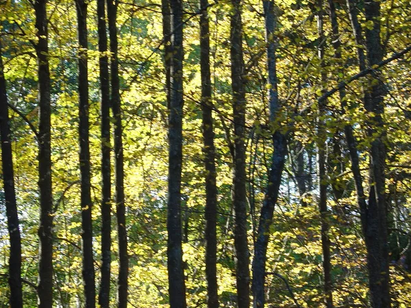Deniz ve orman kıyıları. Yazın sonu, son sıcak günler