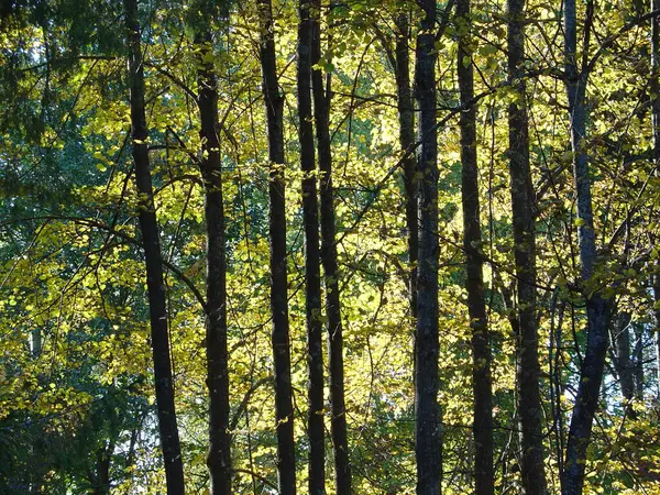 Deniz ve orman kıyıları. Yazın sonu, son sıcak günler