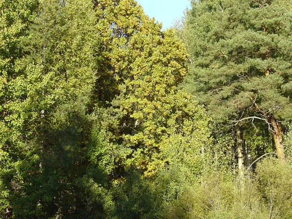 Deniz ve orman kıyıları. Yazın sonu, son sıcak günler