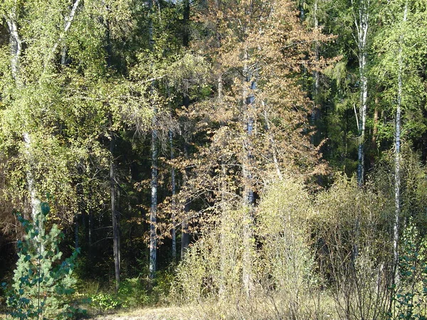 Deniz ve orman kıyıları. Yazın sonu, son sıcak günler