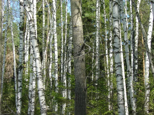 Deniz ve orman kıyıları. Yazın sonu, son sıcak günler