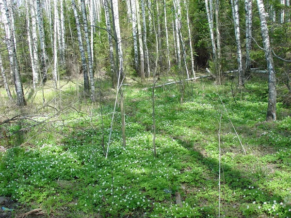 Deniz ve orman kıyıları. Yazın sonu, son sıcak günler