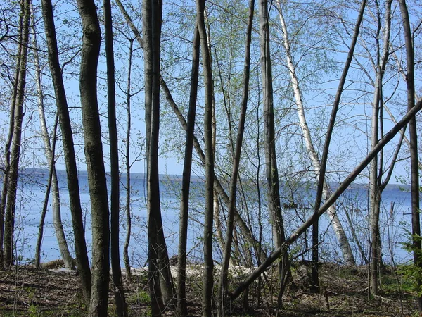 Deniz ve orman kıyıları. Yazın sonu, son sıcak günler