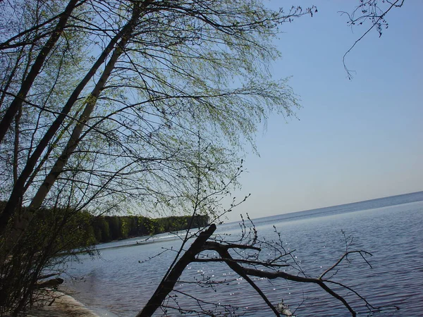 Deniz ve orman kıyıları. Yazın sonu, son sıcak günler