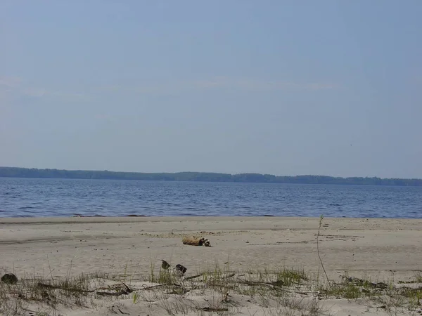 Морське Лісове Узбережжя Кінець Літа Останні Теплі Дні — стокове фото