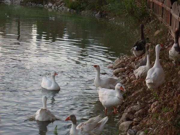 Parktaki göldeki sevimli ördekler