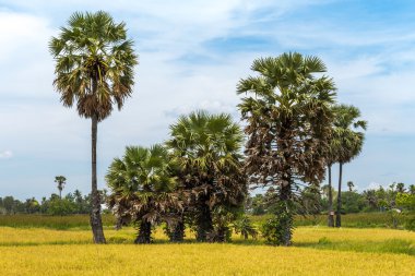 pirinç alan avucunda şeker