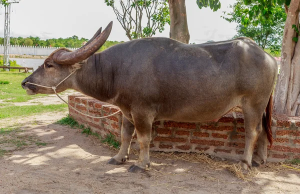 Thai Buffalo — Stock Photo, Image