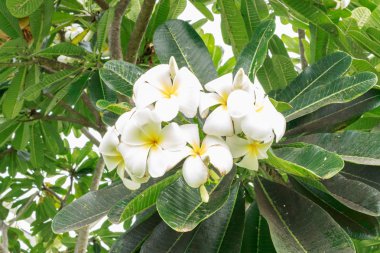 Beyaz plumeria çiçekler